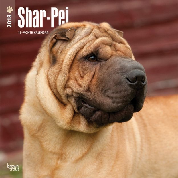 Shar Pei 2018 12 X 12 Inch Monthly Square Wall Calendar