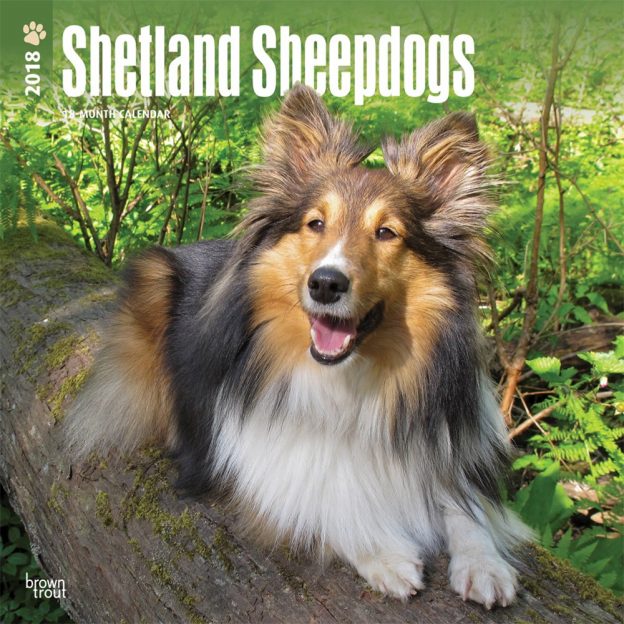 Shetland Sheepdogs 2018 12 X 12 Inch Monthly Square Wall Calendar