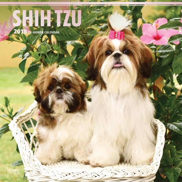 Shih Tzu 2018 12 X 12 Inch Monthly Square Wall Calendar With Foil Stamped Cover