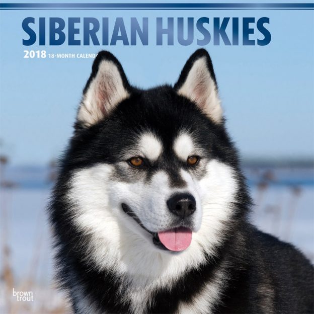Siberian Huskies 2018 12 X 12 Inch Monthly Square Wall Calendar With Foil Stamped Cover