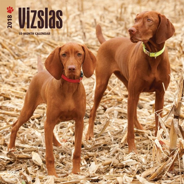 Vizslas 2018 12 X 12 Inch Monthly Square Wall Calendar