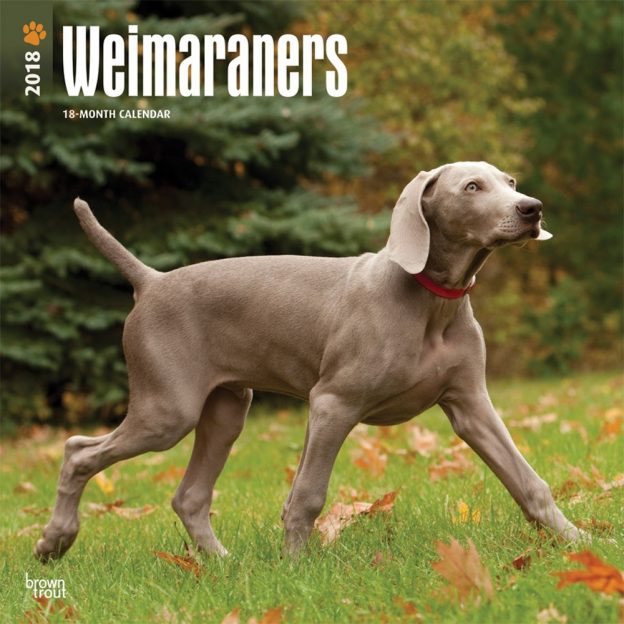 Weimaraners 2018 12 X 12 Inch Monthly Square Wall Calendar