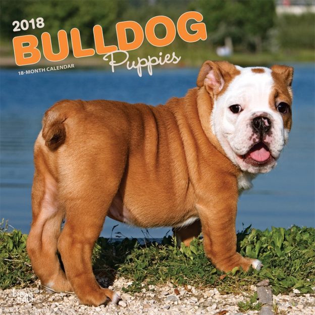 Bulldog Puppies 2018 12 X 12 Inch Monthly Square Wall Calendar