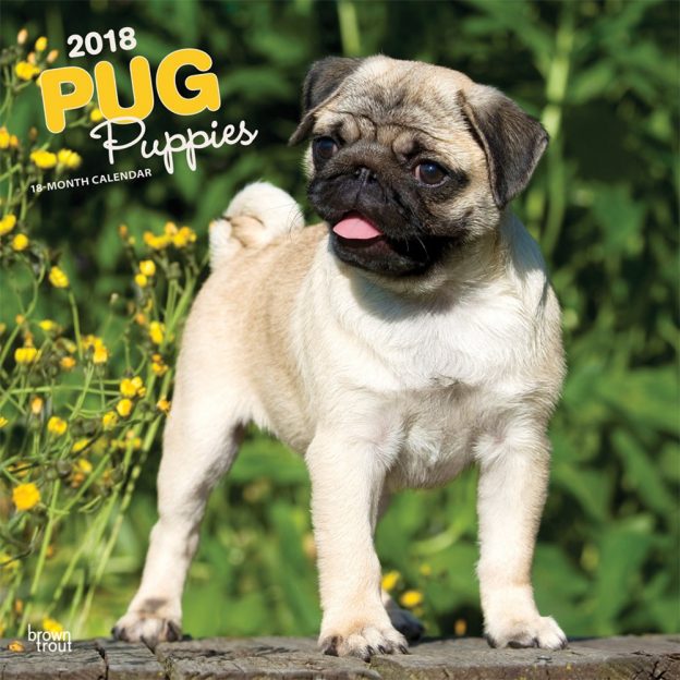 Pug Puppies 2018 12 X 12 Inch Monthly Square Wall Calendar