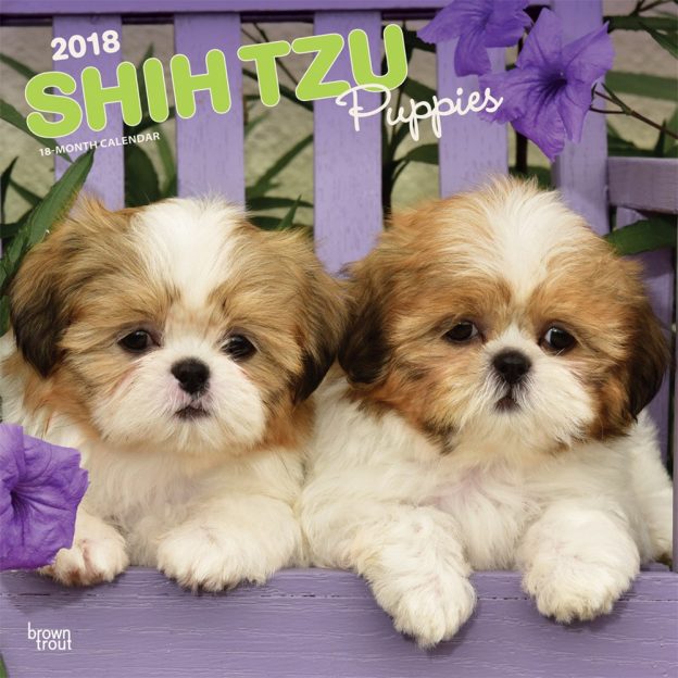 Shih Tzu Puppies 2018 12 X 12 Inch Monthly Square Wall Calendar