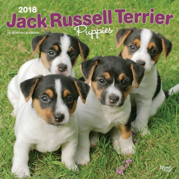 Jack Russell Terrier Puppies 2018 12 X 12 Inch Monthly Square Wall Calendar