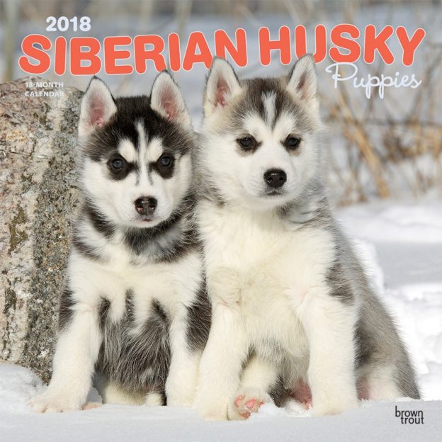 Siberian Husky Puppies 2018 12 X 12 Inch Monthly Square Wall Calendar