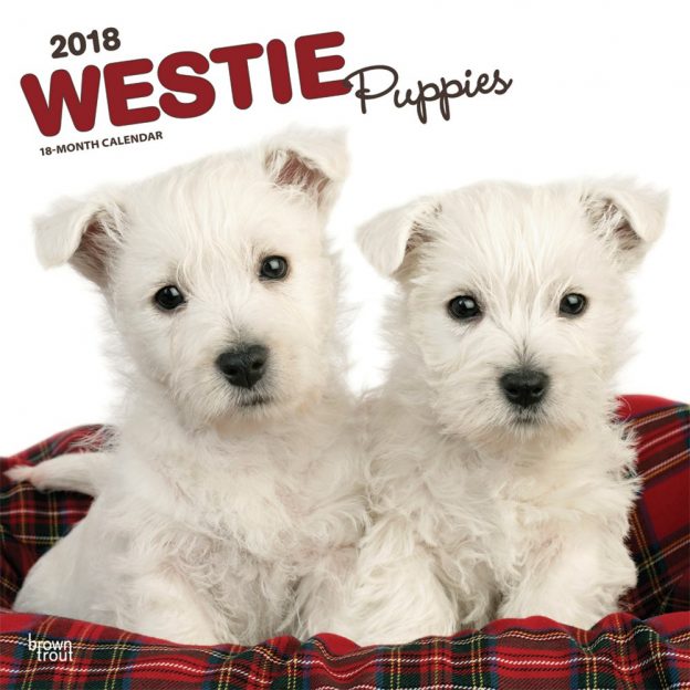 West Highland White Terrier Puppies 2018 12 X 12 Inch Monthly Square Wall Calendar
