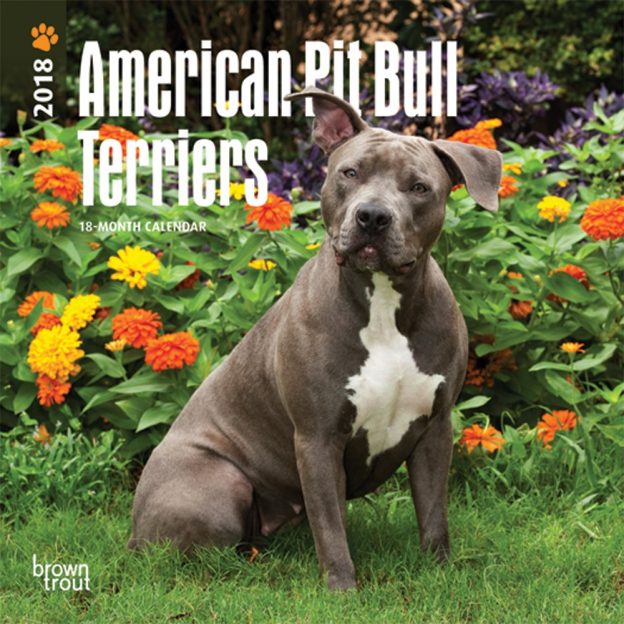 American Pit Bull Terriers 2018 7 X 7 Inch Monthly Mini Wall Calendar