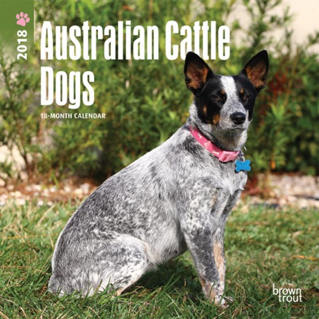 Australian Cattle Dogs 2018 7 X 7 Inch Monthly Mini Wall Calendar