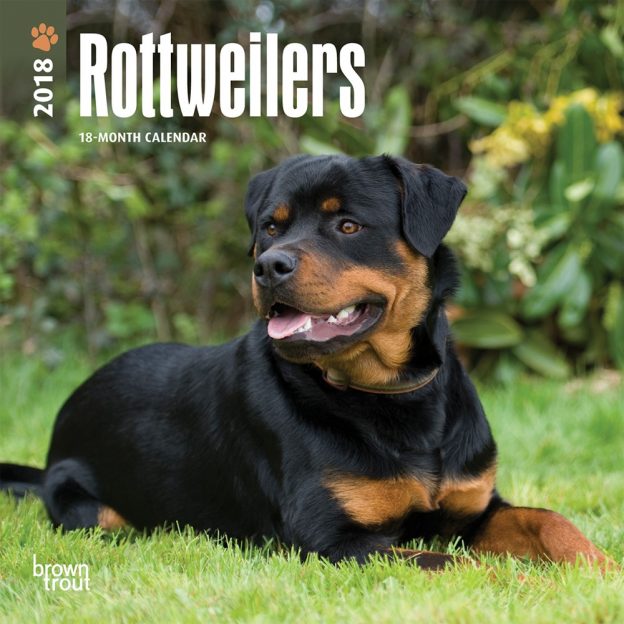 Rottweilers 2018 7 X 7 Inch Monthly Mini Wall Calendar