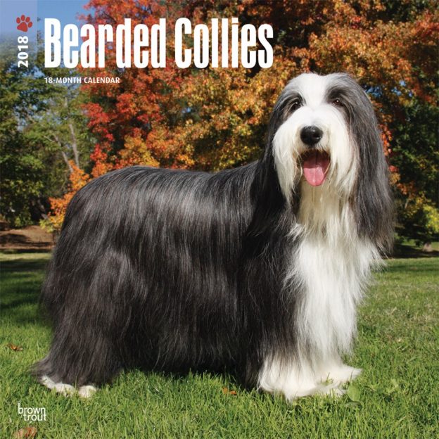 Bearded Collies 2018 12 X 12 Inch Monthly Square Wall Calendar