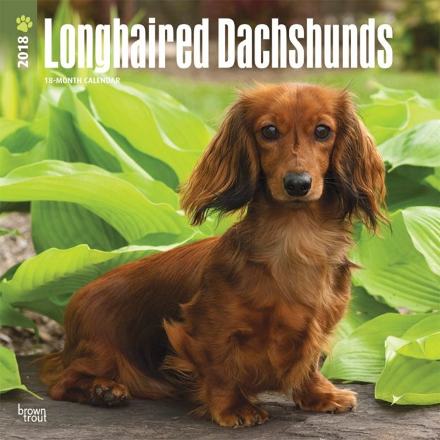 Longhaired Dachshunds 2018 12 X 12 Inch Monthly Square Wall Calendar