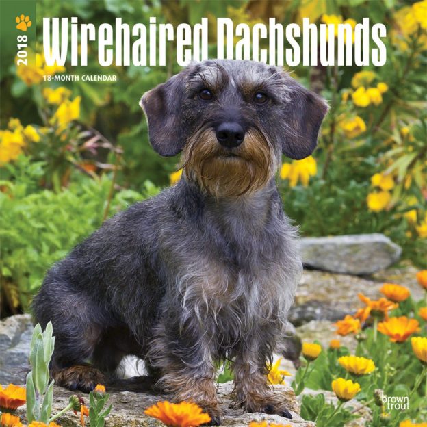 Wirehaired Dachshunds 2018 12 X 12 Inch Monthly Square Wall Calendar