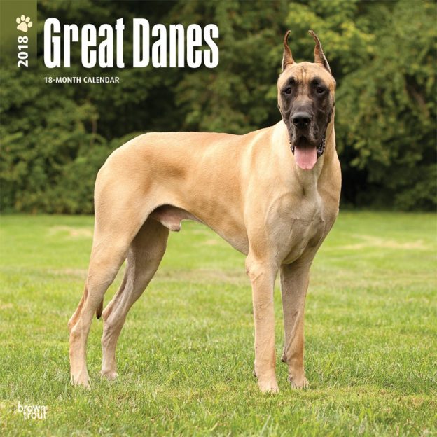 Great Danes 2018 12 X 12 Inch Monthly Square Wall Calendar