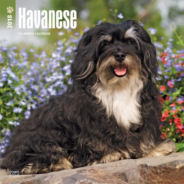 Havanese 2018 12 X 12 Inch Monthly Square Wall Calendar