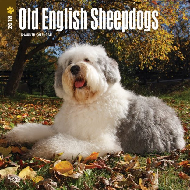 Old English Sheepdogs 2018 12 X 12 Inch Monthly Square Wall Calendar
