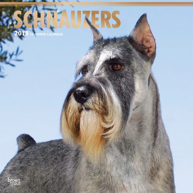 Schnauzers 2018 12 X 12 Inch Monthly Square Wall Calendar With Foil Stamped Cover