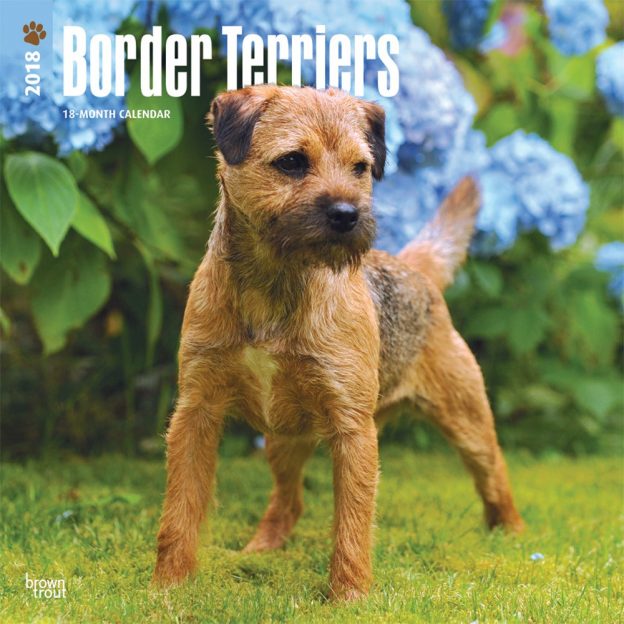 Border Terriers 2018 12 X 12 Inch Monthly Square Wall Calendar