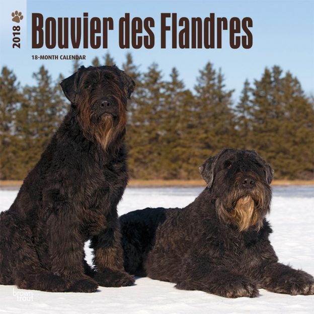 Bouvier Des Flandres 2018 12 X 12 Inch Monthly Square Wall Calendar