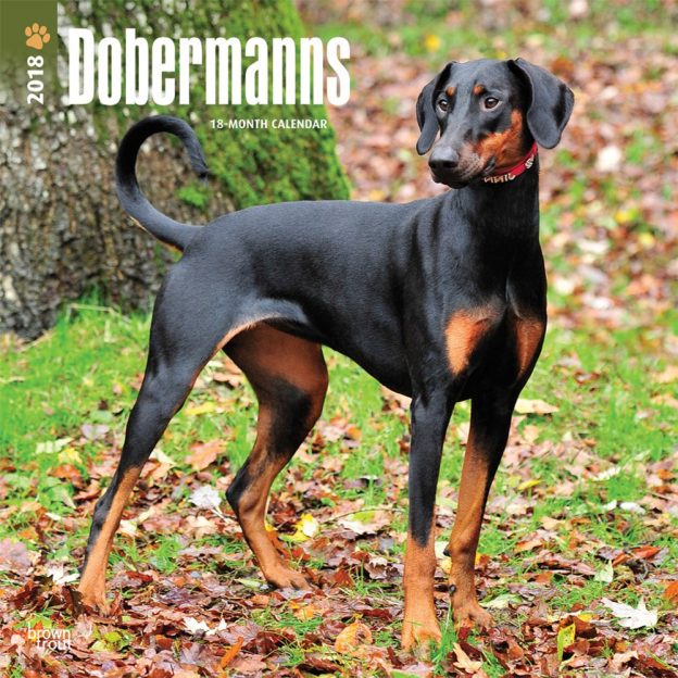 Dobermanns International Edition 2018 12 X 12 Inch Monthly Square Wall Calendar