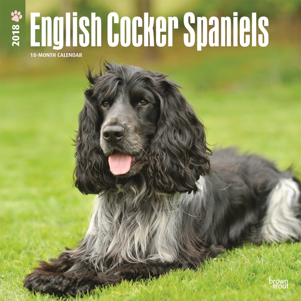 english-cocker-spaniels-dogdays-2023-calendar-and-puzzle-app-for