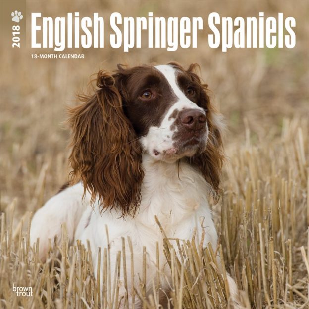 English Springer Spaniels International Edition 2018 12 X 12 Inch Monthly Square Wall Calendar