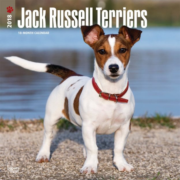 Jack Russell Terriers International Edition 2018 12 X 12 Inch Monthly Square Wall Calendar