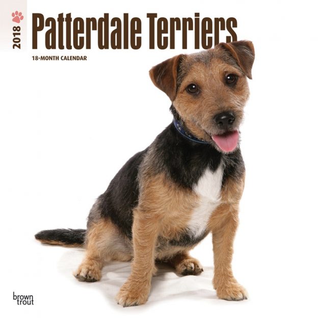 Patterdale Terriers 2018 12 X 12 Inch Monthly Square Wall Calendar