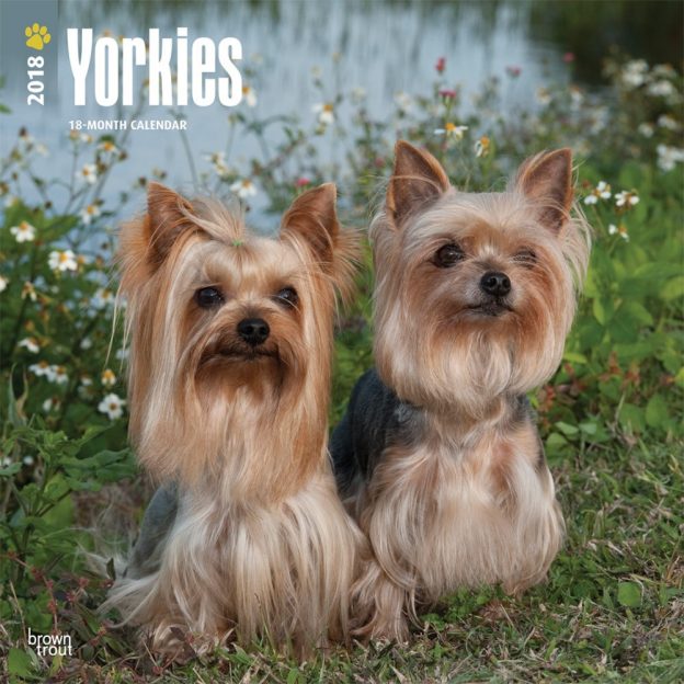 Yorkshire Terriers International Edition 2018 12 X 12 Inch Monthly Square Wall Calendar