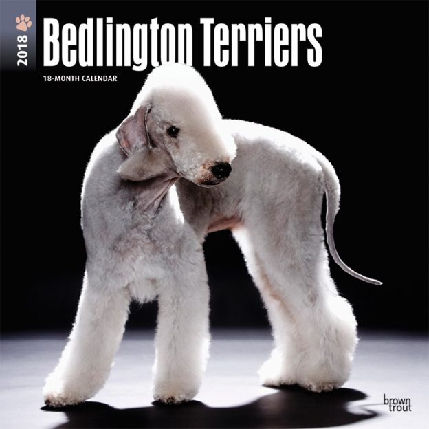 Bedlington Terriers 2018 12 X 12 Inch Monthly Square Wall Calendar