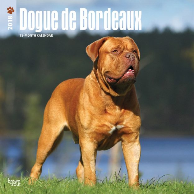 Dogue De Bordeaux 2018 12 X 12 Inch Monthly Square Wall Calendar