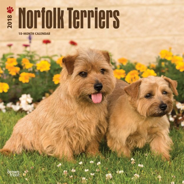 Norfolk Terriers 2018 12 X 12 Inch Monthly Square Wall Calendar