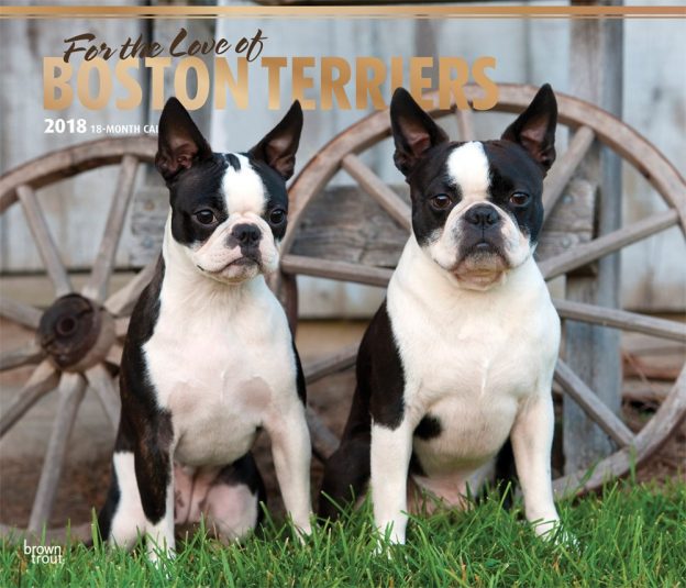 For The Love Of Boston Terriers 2018 14 X 12 Inch Monthly Deluxe Wall Calendar With Foil Stamped Cover