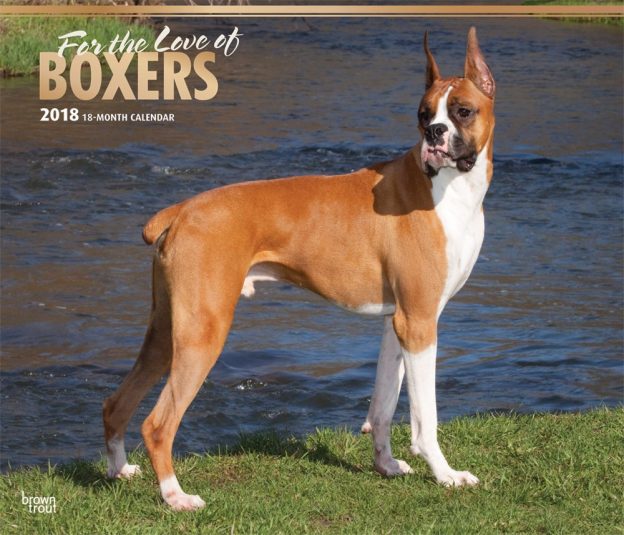 For The Love Of Boxers 2018 14 X 12 Inch Monthly Deluxe Wall Calendar With Foil Stamped Cover
