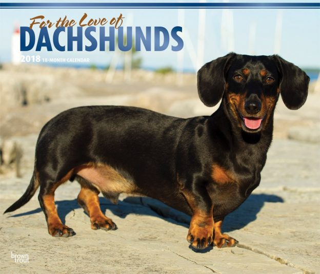 For The Love Of Dachshunds 2018 14 X 12 Inch Monthly Deluxe Wall Calendar With Foil Stamped Cover
