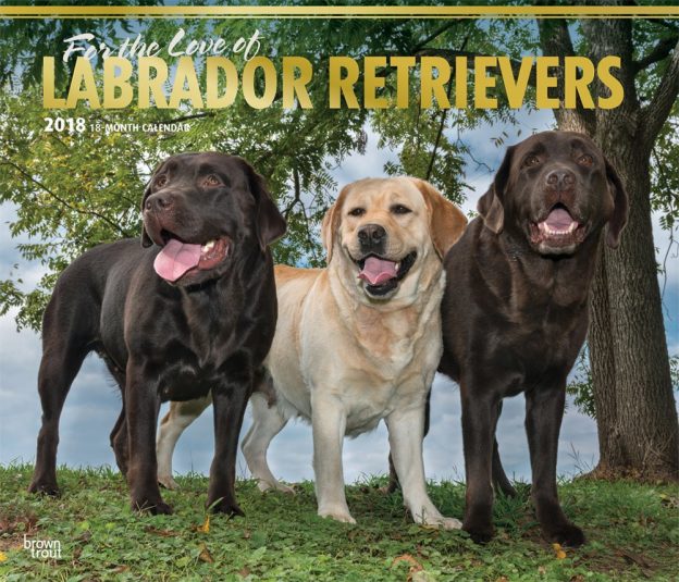 For The Love Of Labrador Retrievers 2018 14 X 12 Inch Monthly Deluxe Wall Calendar With Foil Stamped Cover