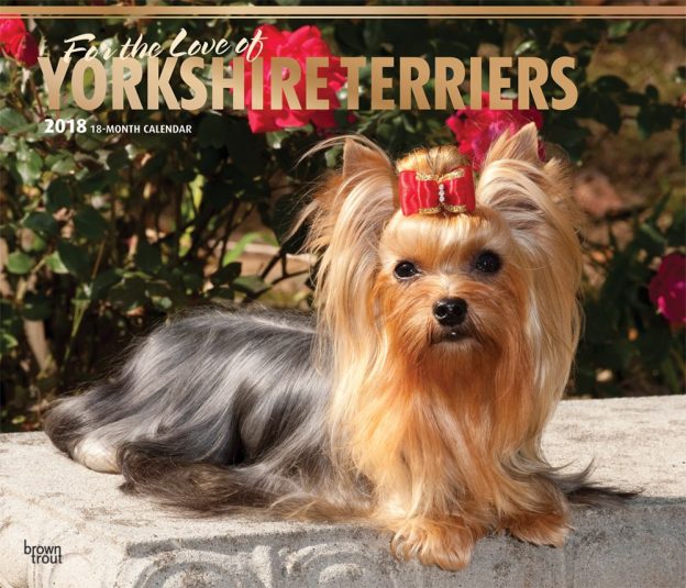 For The Love Of Yorkshire Terriers 2018 14 X 12 Inch Monthly Deluxe Wall Calendar With Foil Stamped Cover