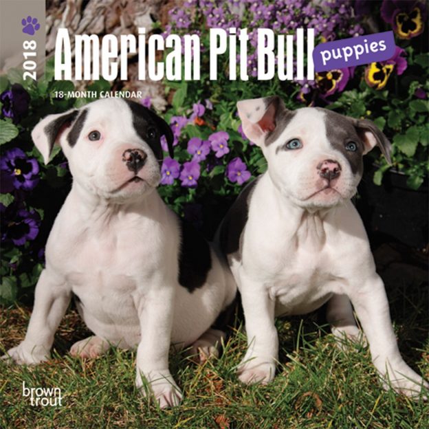 American Pit Bull Terrier Puppies 2018 7 X 7 Inch Monthly Mini Wall Calendar
