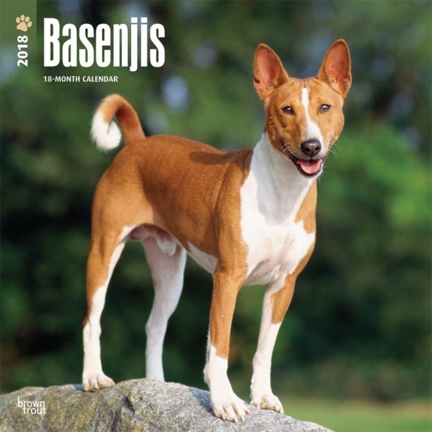 Basenjis 2018 12 X 12 Inch Monthly Square Wall Calendar