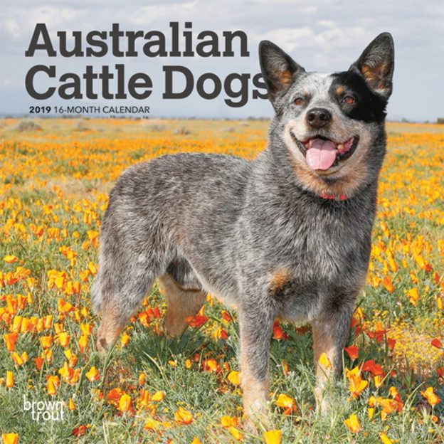 Australian Cattle Dogs 2019 7 x 7 Inch Monthly Mini Wall Calendar, Animals Dog Breeds