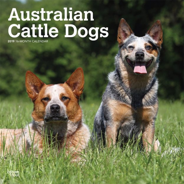 Australian Cattle Dogs 2019 12 x 12 Inch Monthly Square Wall Calendar, Animals Dog Breeds