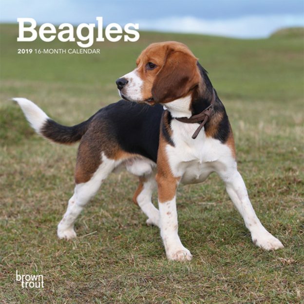 Beagles 2019 7 x 7 Inch Monthly Mini Wall Calendar, Animals Dog Breeds