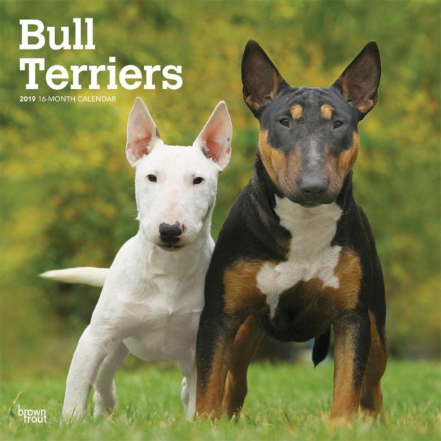 Bull Terriers 2019 12 x 12 Inch Monthly Square Wall Calendar, Animals Dog Breeds Terriers