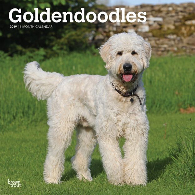 Goldendoodles 2019 12 x 12 Inch Monthly Square Wall Calendar, Animals Mixed Dog Breeds