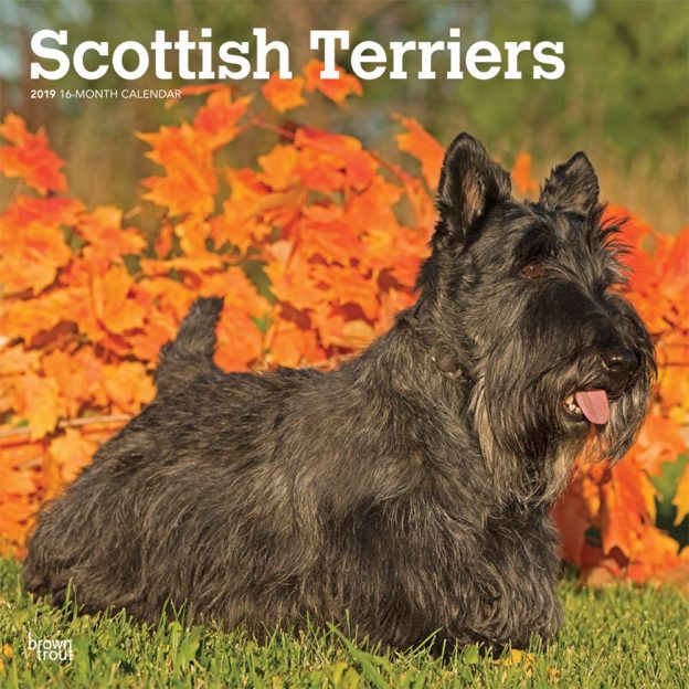 Scottish Terriers 2019 12 x 12 Inch Monthly Square Wall Calendar, Animals Dog Breeds