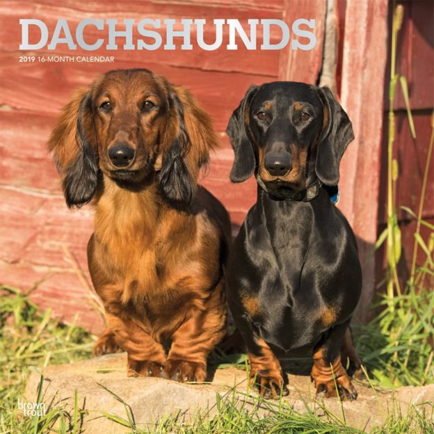 Dachshunds 2019 12 x 12 Inch Monthly Square Wall Calendar with Foil Stamped Cover, Animals Dog Breeds