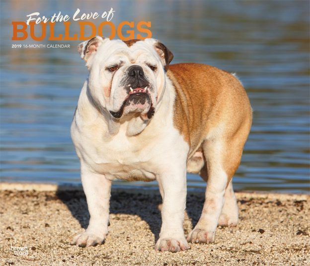 For the Love of Bulldogs 2019 14 x 12 Inch Monthly Deluxe Wall Calendar with Foil Stamped Cover, Animal Dog Breeds
