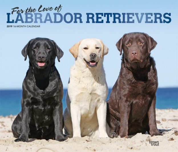 For the Love of Labrador Retrievers 2019 14 x 12 Inch Monthly Deluxe Wall Calendar with Foil Stamped Cover, Animal Dog Breeds