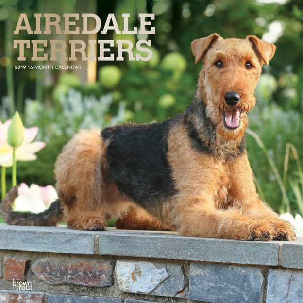 Airedale Terriers 2019 12 x 12 Inch Monthly Square Wall Calendar with Foil Stamped Cover, Animal Dog Breeds
